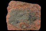 Silurian Fossil Crinoid (Scyphocrinites) Plate - Morocco #134270-1